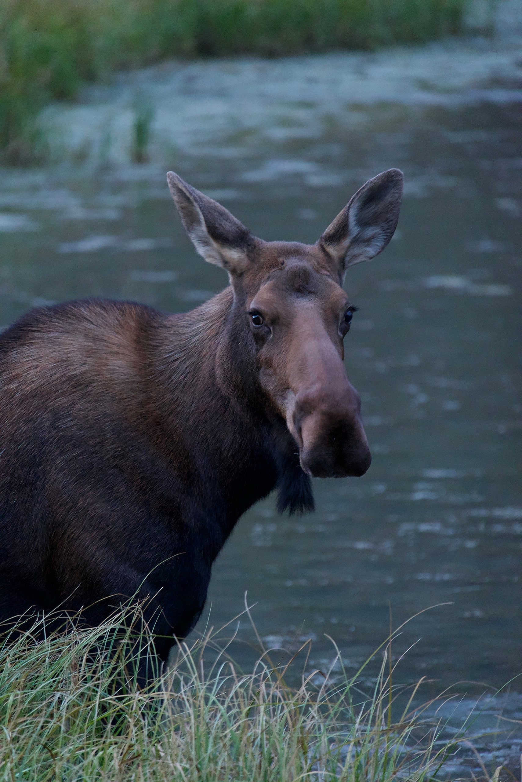 A cow moose looks up from feeding along the water's edge.