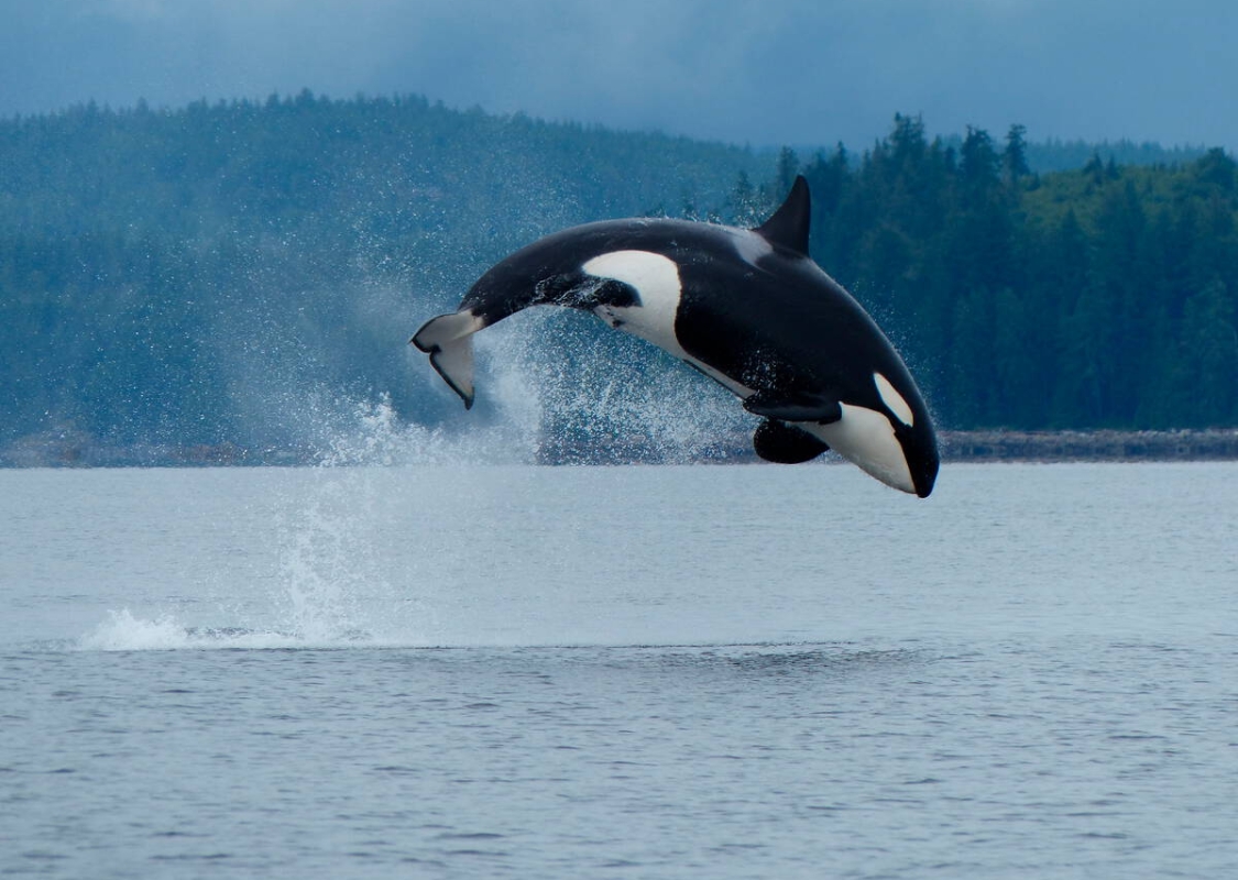 Ein Orca-Wal springt an einem bewölkten Tag aus dem Meerwasser.