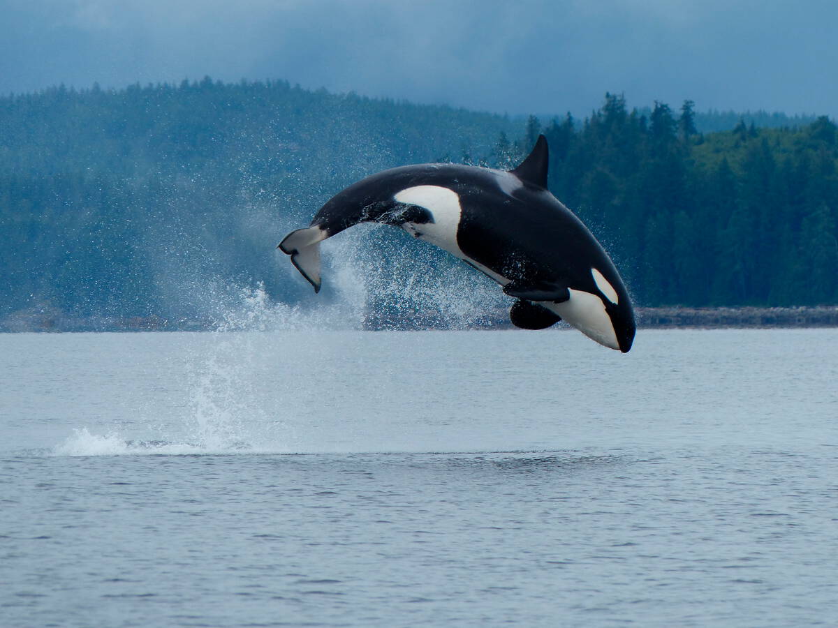 An orca whale leaps out of the ocean water on an overcast day.