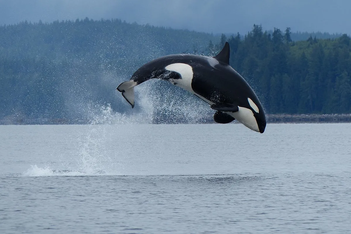 An orca jumps out of the ocean