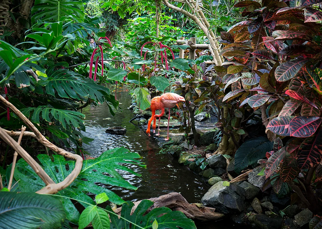 Two flamingo bend down toward an indoor stream, surrounded by greenery