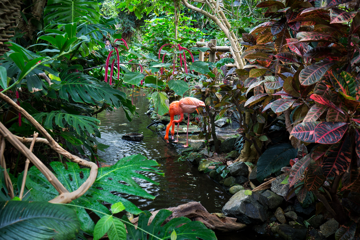 Two flamingo bend down toward an indoor stream, surrounded by greenery