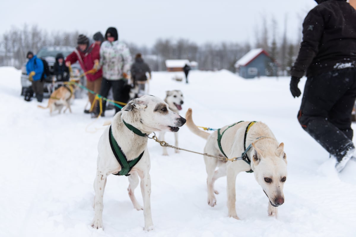 A team of dogs are attached to a sled surrounded by people in winter gear in the snow.