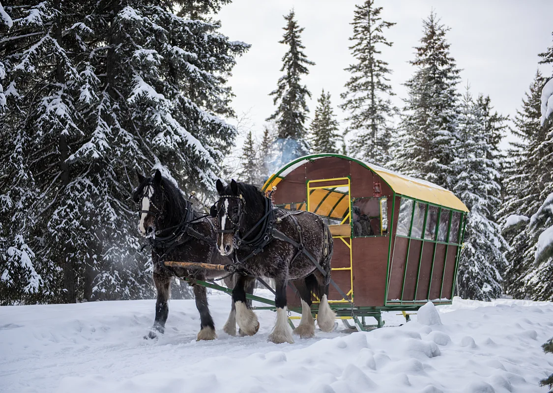 Dos caballos tiran de un carruaje cubierto a través de la nieve y los árboles.