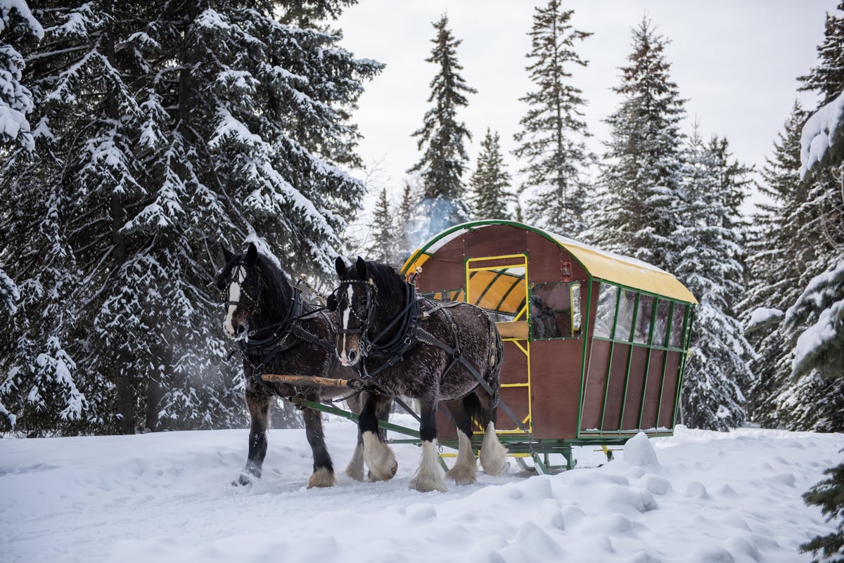 Two horses pull a covered carriage behind them through the snow and trees.