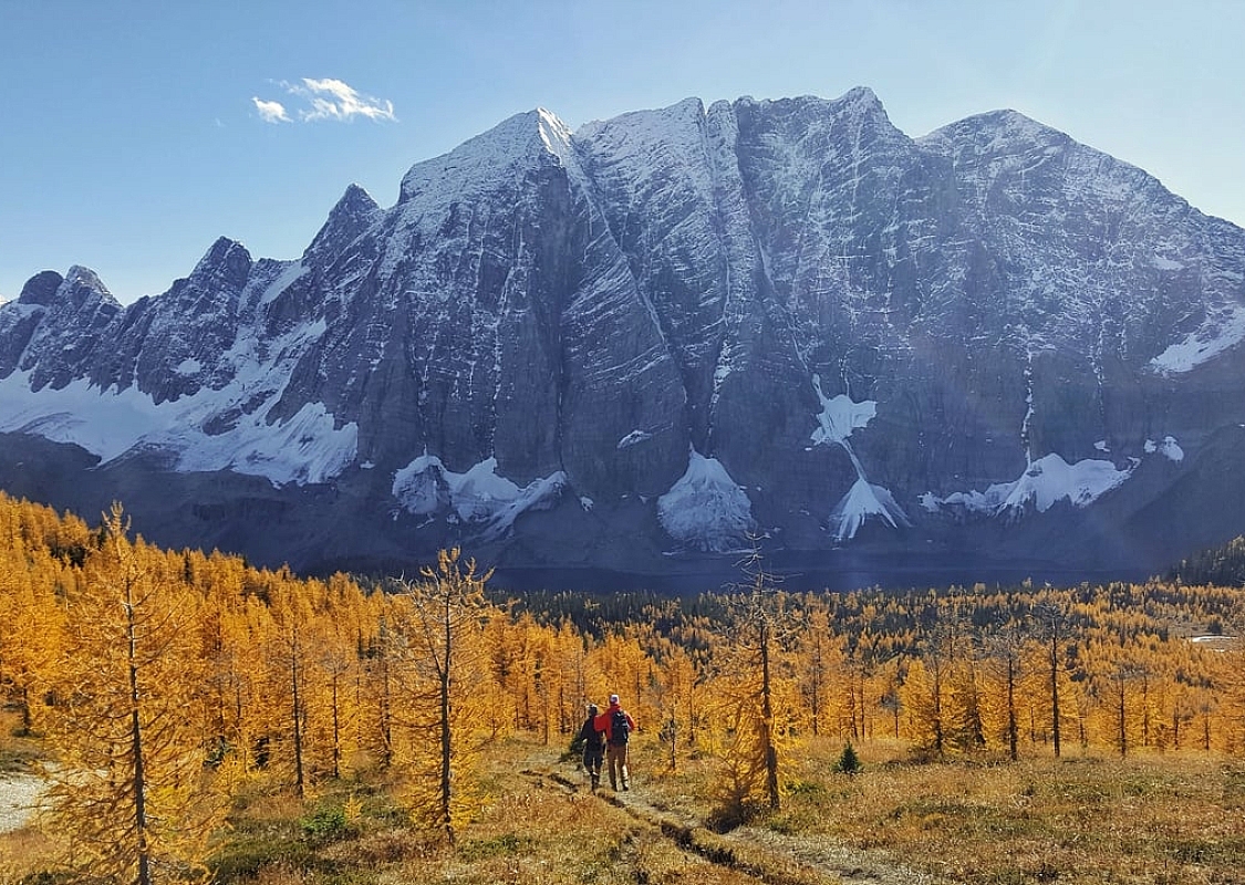 Zwei Personen gehen in die goldgelben Lärchen auf einen Berg zu.