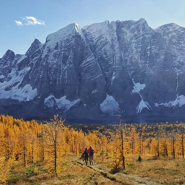 Two people walk into the golden yellow larches towards a mountain.