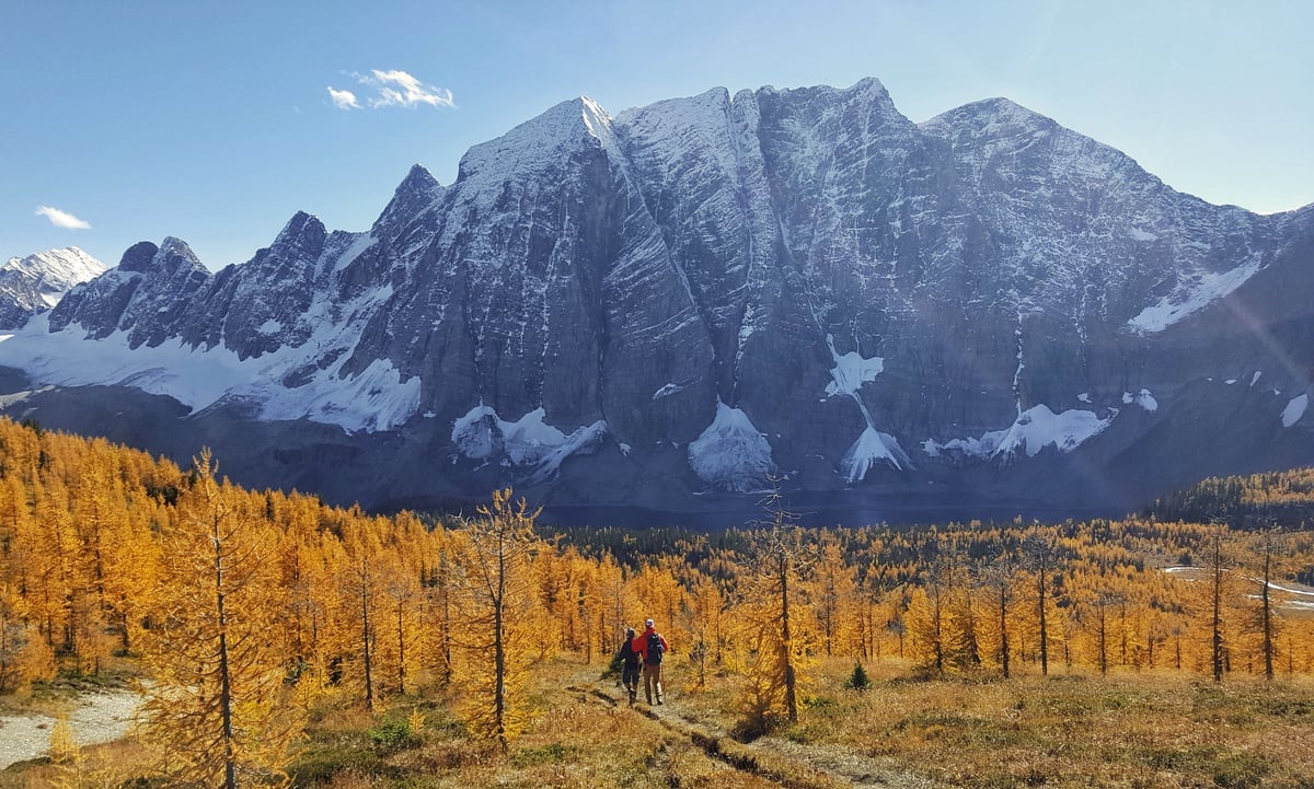 Two people walk into the golden yellow larches towards a mountain.