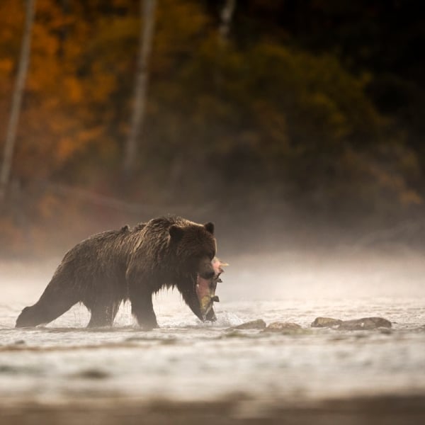 Grizzly bear about to eat a salmon on the Chilko River | Henrik Nilsson