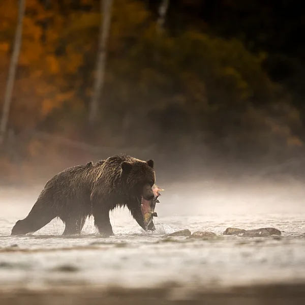 Oso grizzly a punto de comer un salmón en el río Chilko | Henrik Nilsson