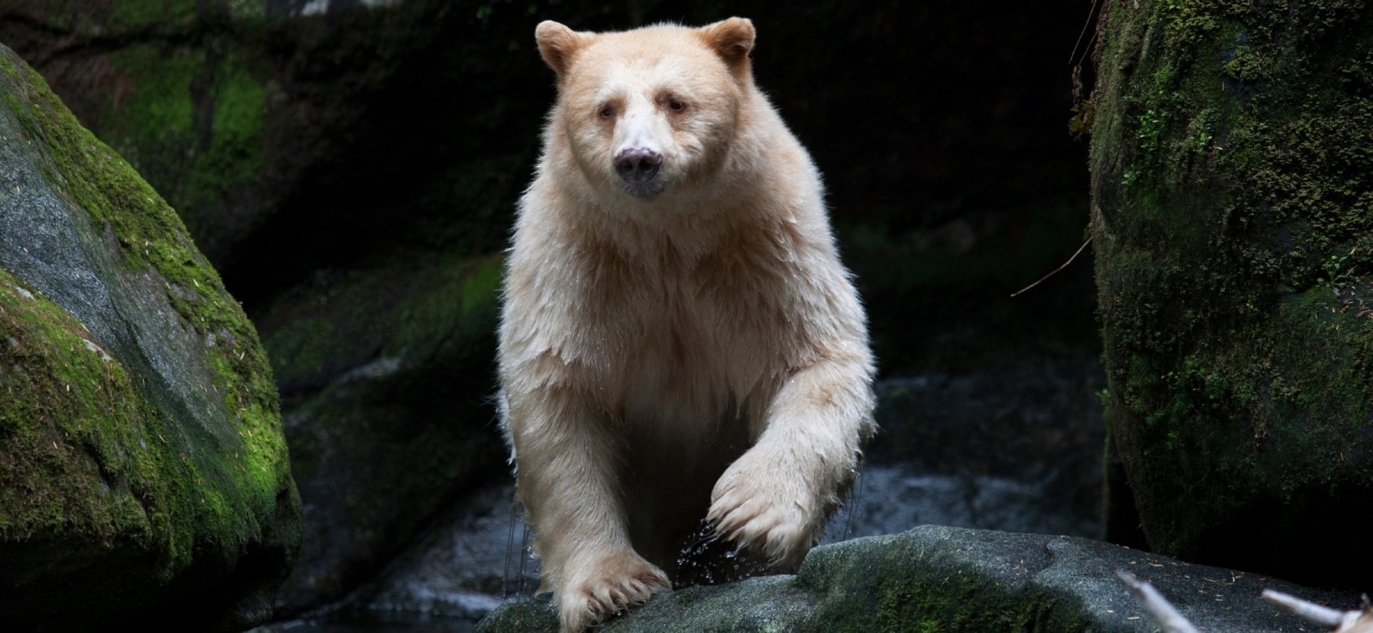 A Spirit Bear strides towards the camera and away from the dark mossy rocks behind it