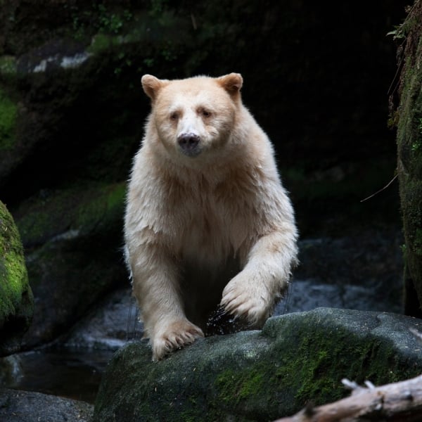 A Spirit Bear strides towards the camera and away from the dark mossy rocks behind it