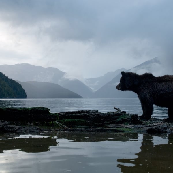 Ein Grizzlybär steht am Ufer des Great Bear Rainforest. Wolken hüllen die Berge im Hintergrund ein | Bildnachweis: Northern BC Tourism/Ian McAllister