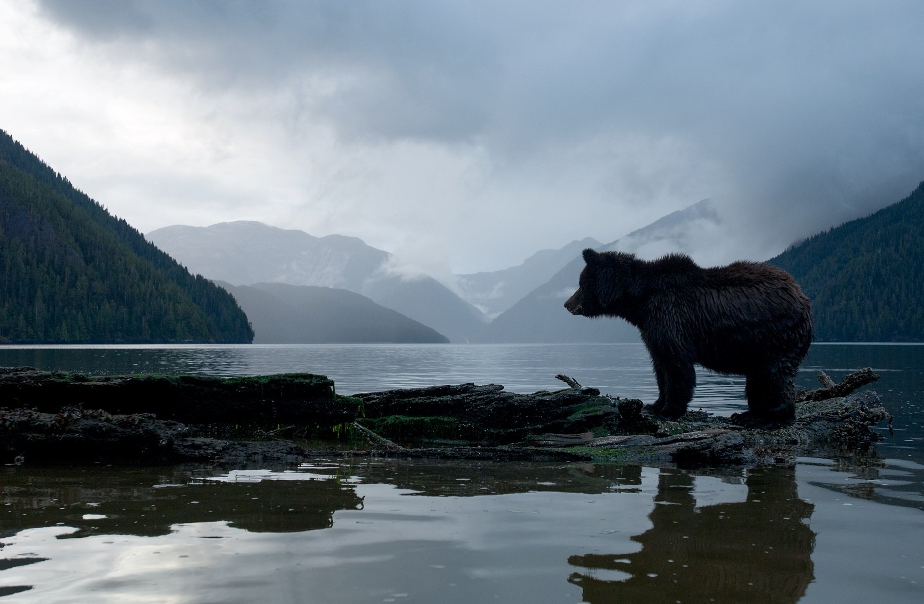 Ein Grizzlybär steht am Ufer des Great Bear Rainforest. Wolken hüllen die Berge im Hintergrund ein | Bildnachweis: Northern BC Tourism/Ian McAllister
