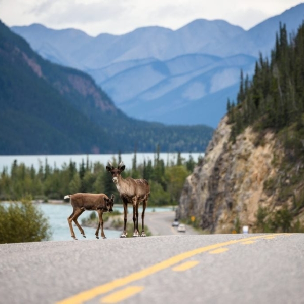 A caribou cow and her calf search for mineral salts along the Alaska Highway at Muncho Lake Provincial Park, in the Northern Rockies.