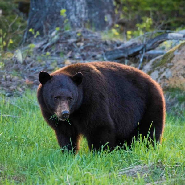 A black bear stands in a grassy field, there are blades of grass in its mouth.