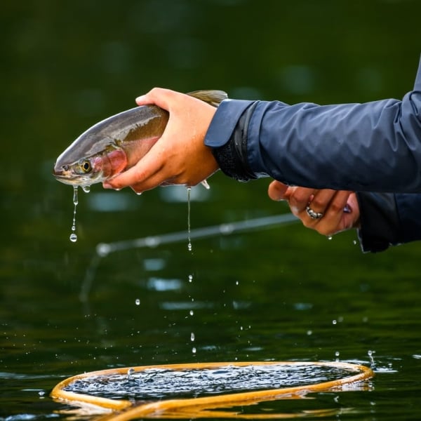 A person is holding a rainbow trout above a net in the water just before release.