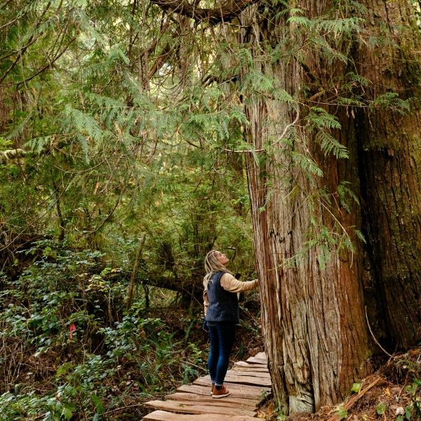Person walking through old growth rainforest on on the Big Tree Trail on Meares Island.