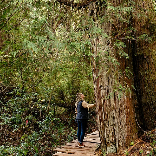 Person walking through old growth rainforest on on the Big Tree Trail on Meares Island.