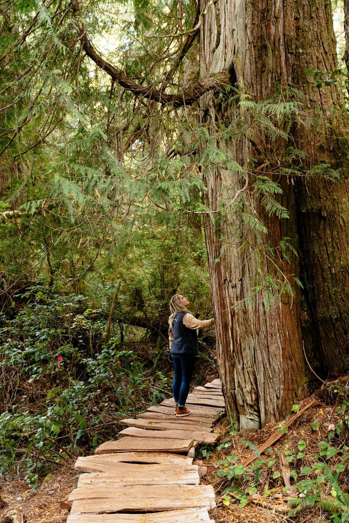 Person walking through old growth rainforest on on the Big Tree Trail on Meares Island.