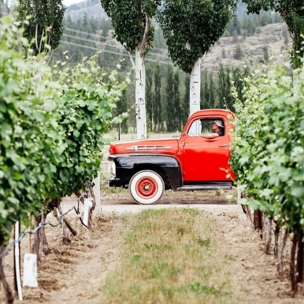 A vintage red truck sits at the end of two rows of crops