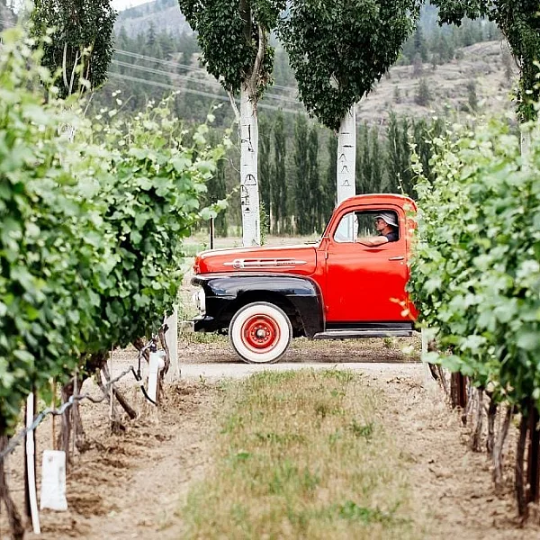 A vintage red truck sits at the end of two rows of crops