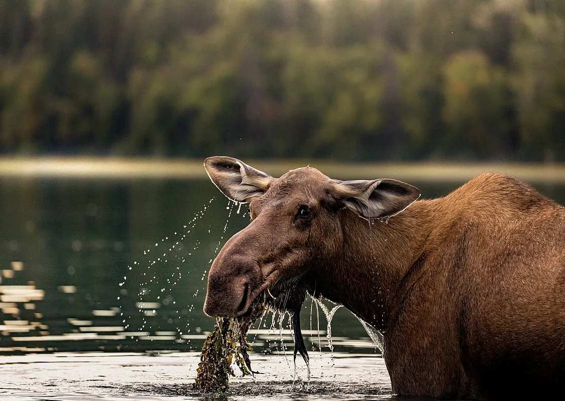 Moose with a plant in it's mouth stands in the lake in Bowron Lakes Provincial Park