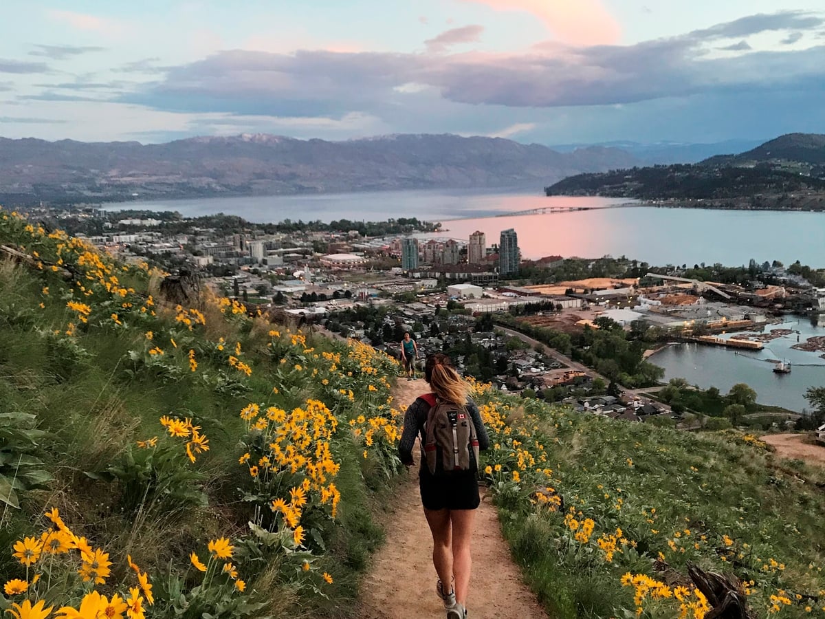 Person jogging on a path in Knox Mountain Park on a trail between yellow flowers. The town of Kelowna and the lake is seen in the distance. The clouds are lit up pink as the sun sets.