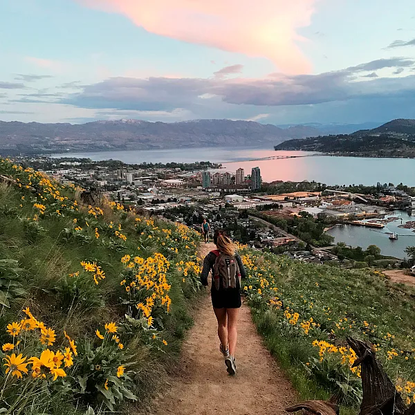 Person jogging on a path in Knox Mountain Park on a trail between yellow flowers. The town of Kelowna and the lake is seen in the distance. The clouds are lit up pink as the sun sets.