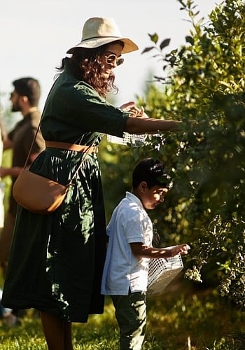 Eine Familie ist auf der Krause Berry Farms & Winery auf Beerenfang. Eine Mutter beugt sich über ein kleines Kind in der Nähe eines Blaubeerstrauchs. Im Hintergrund sind zwei weitere Erwachsene zu sehen.