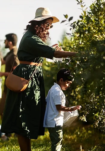 Eine Familie ist auf der Krause Berry Farms & Winery auf Beerenfang. Eine Mutter beugt sich über ein kleines Kind in der Nähe eines Blaubeerstrauchs. Im Hintergrund sind zwei weitere Erwachsene zu sehen.