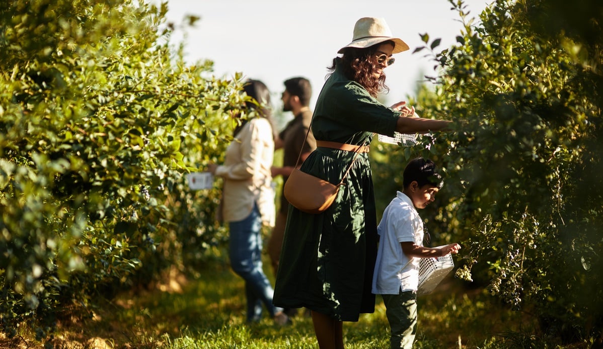A family is berry picking at Krause Berry Farms & Winery. A mother leans over a small child near a blueberry bush. There are two other adults in the background.