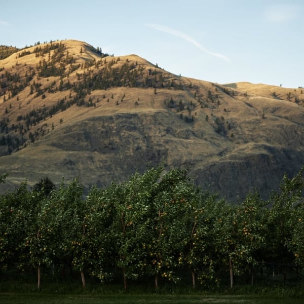 Fruit orchard with trees and fruit. A grassy hill is in the background.