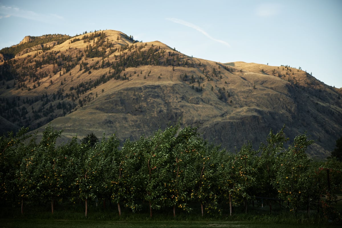 Fruit orchard with trees and fruit. A grassy hill is in the background.