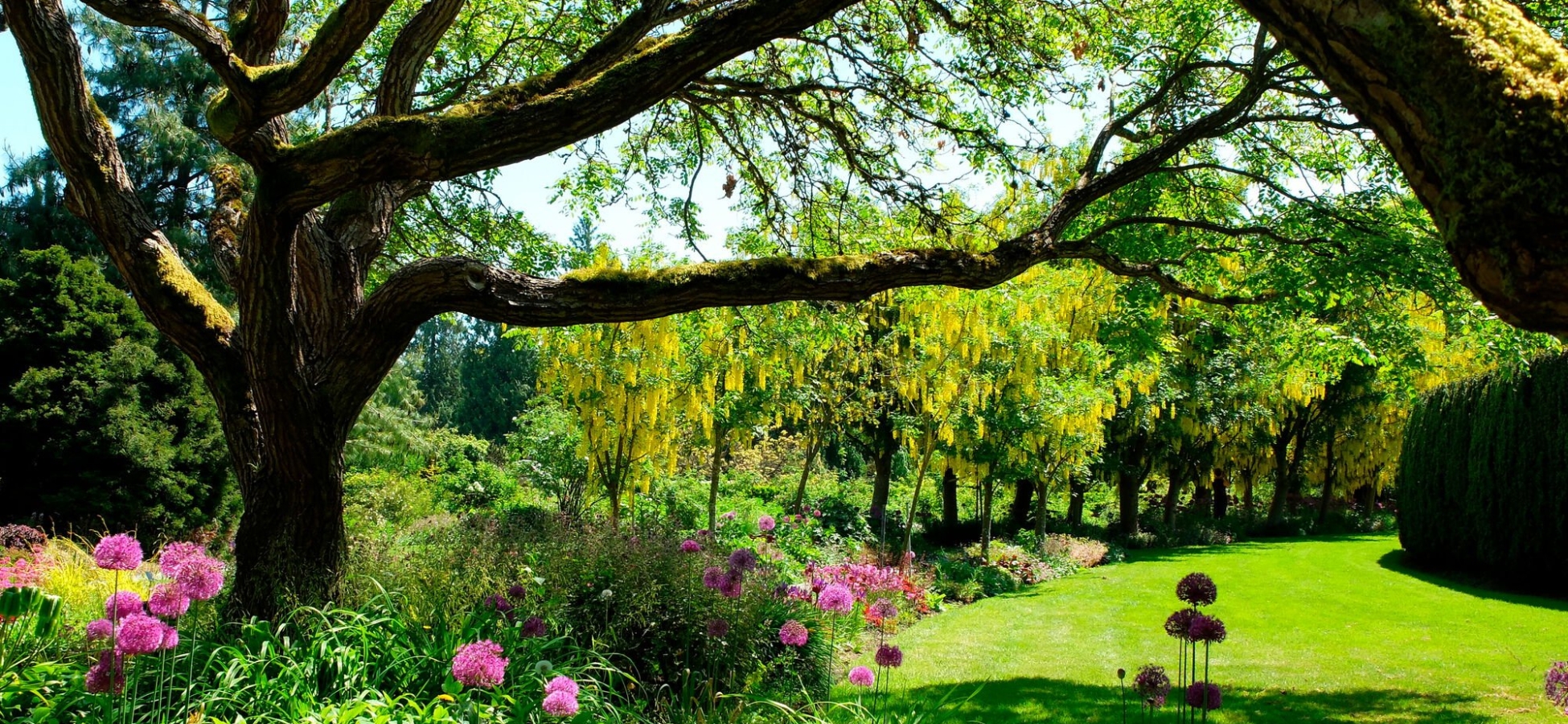 Sonniger Tag mit Blick durch Äste über einen leuchtend grünen Rasen, umgeben von bunten Blumen
