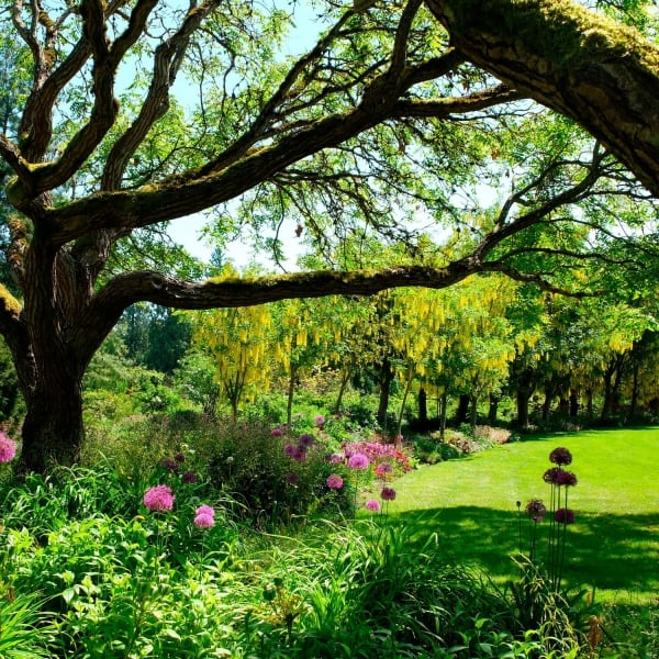 Sunny day looking through tree branches over a bright green lawn surrounded by colourful flowers