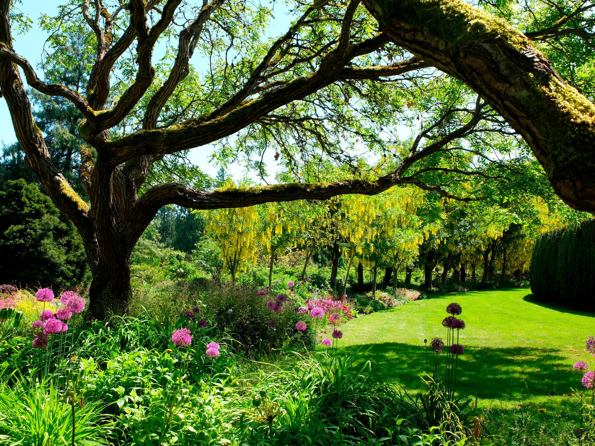 Sunny day looking through tree branches over a bright green lawn surrounded by colourful flowers