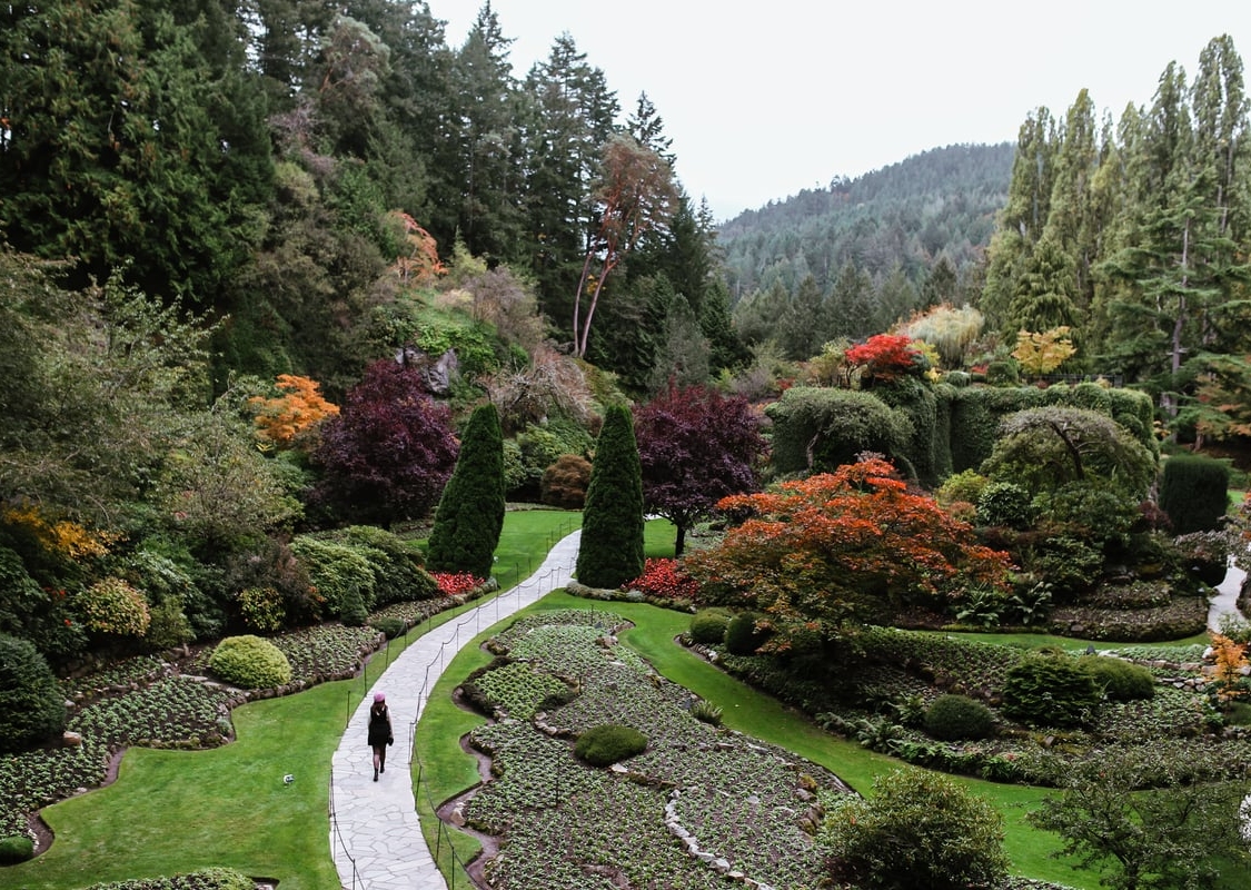 A person walks through the Sunken Garden at The Butchart Gardens