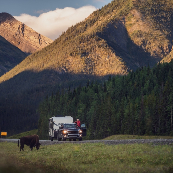 Bison grazing along the sides of the Alaska Highway with mountains in the background.