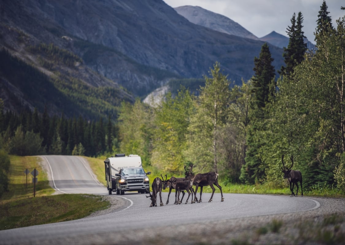 Karibus, die entlang des malerischen Alaska Highways spazieren, während ein Wohnmobil am Straßenrand anhält, um zuzusehen.