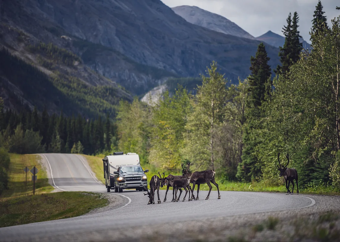Caribou walking along the scenic Alaska Highway as an RV stops on the road to watch.