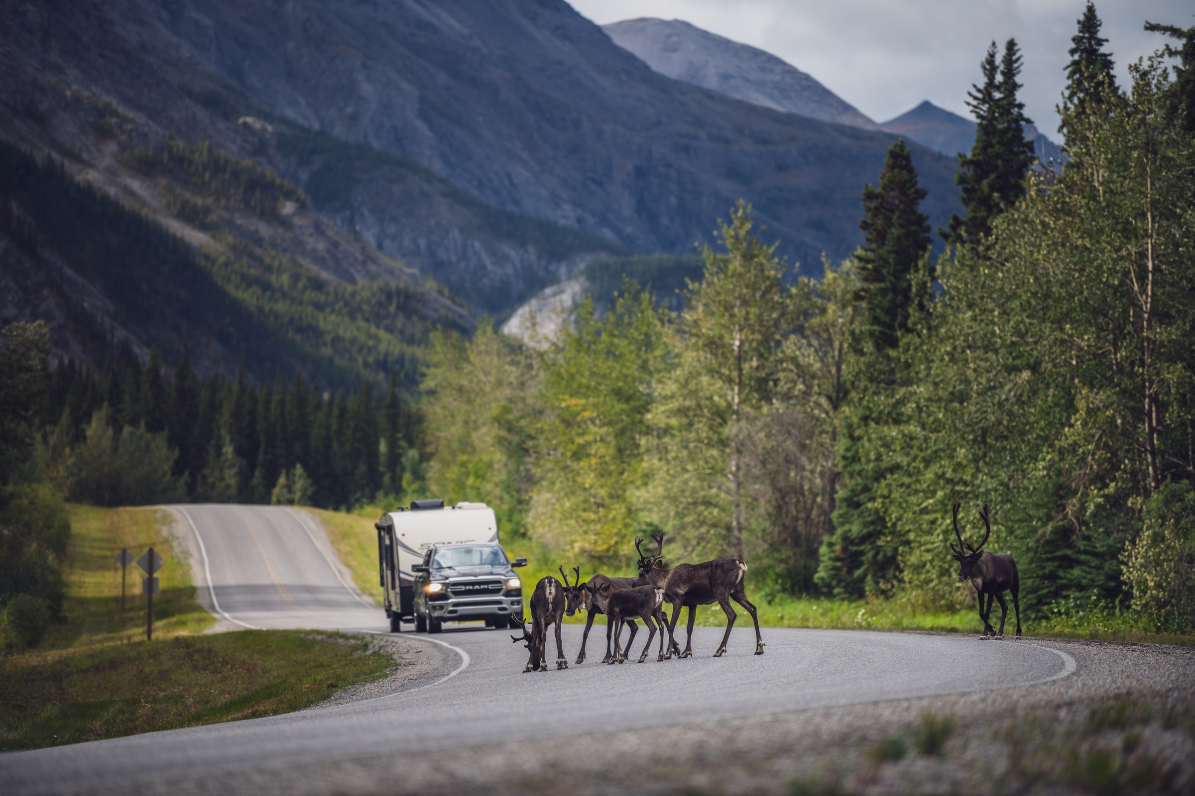 Caribou walking along the scenic Alaska Highway as an RV stops on the road to watch.