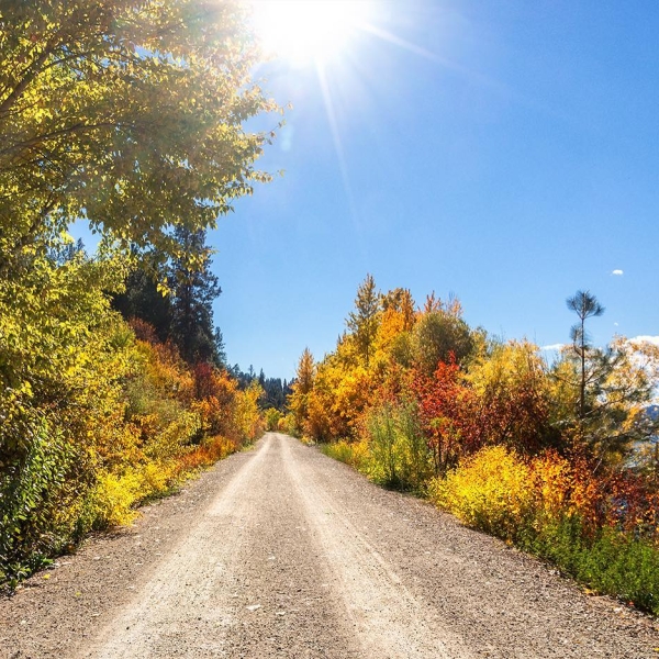 Ein Pfad durch weit auseinanderstehende Bäume im Herbst in der Nähe des Wood Lake im Okanagan