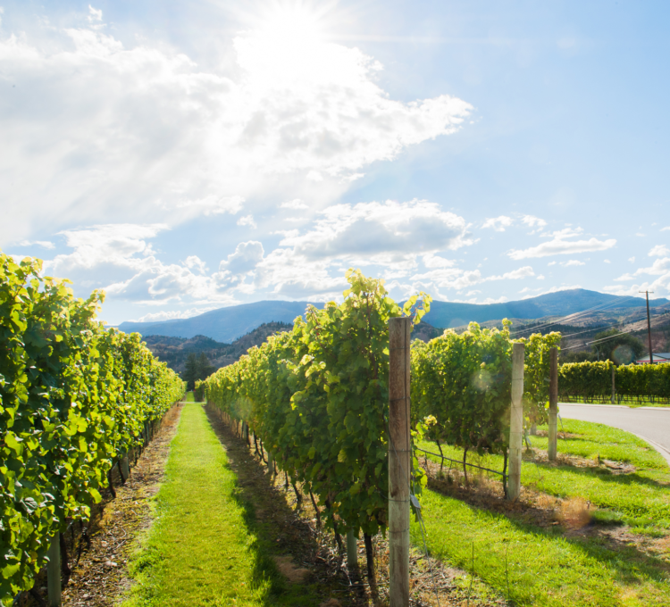 Award-winning winery Jackson-Triggs in Oliver.