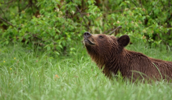 A close up of a bear lifting its head above the grass in the Great Bear Rainforest.