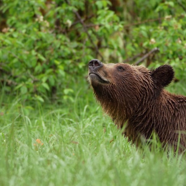 A close up of a bear lifting its head above the grass in the Great Bear Rainforest.