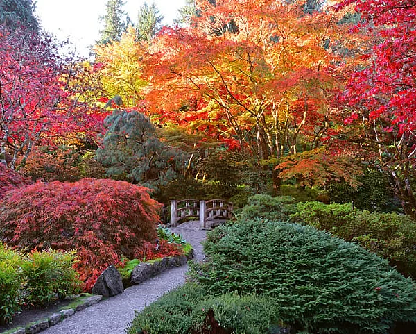 Enjoying the radiant fall colours, The Butchart Gardens