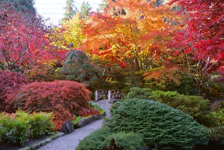 Enjoying the radiant fall colours, The Butchart Gardens