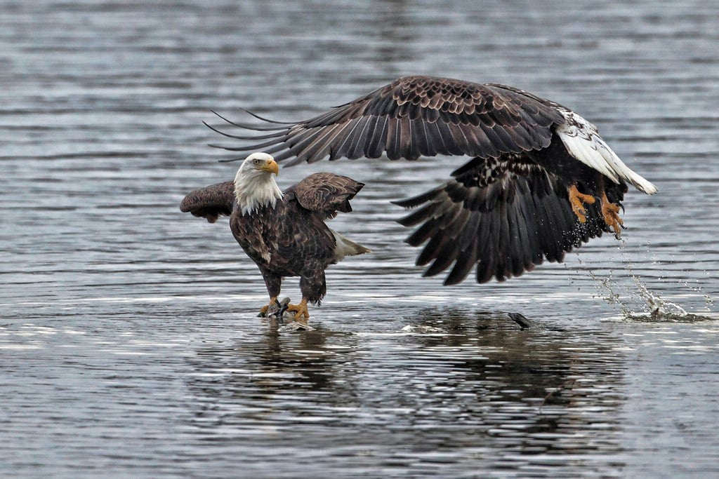 Eagles in Harrison Mills