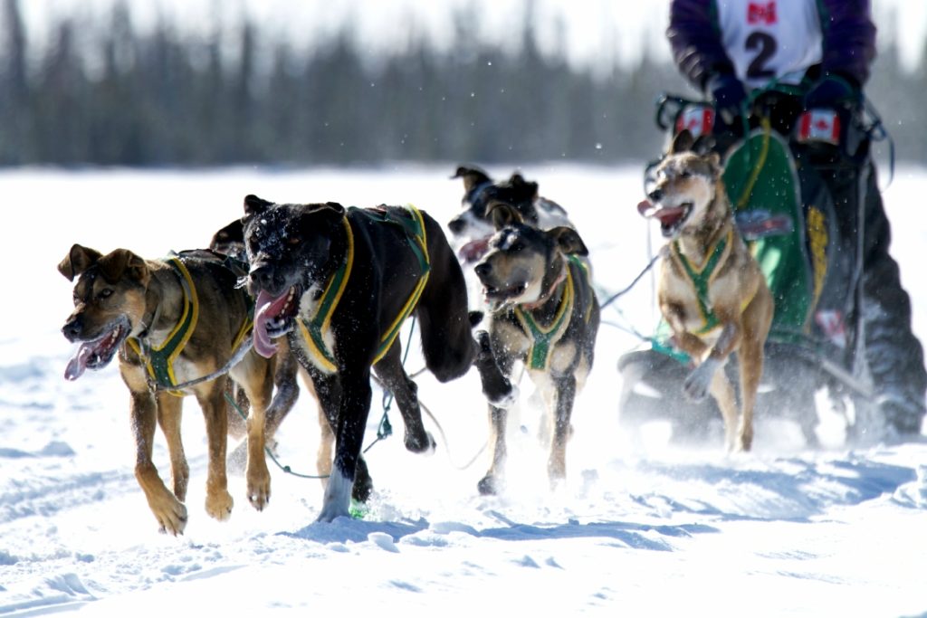 Sled dogs leading the way in Fort Nelson.